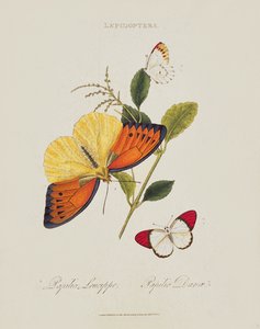 Pillangók: Papilio Leucippe; Papilio Danae, pub. a művésztől, 1800